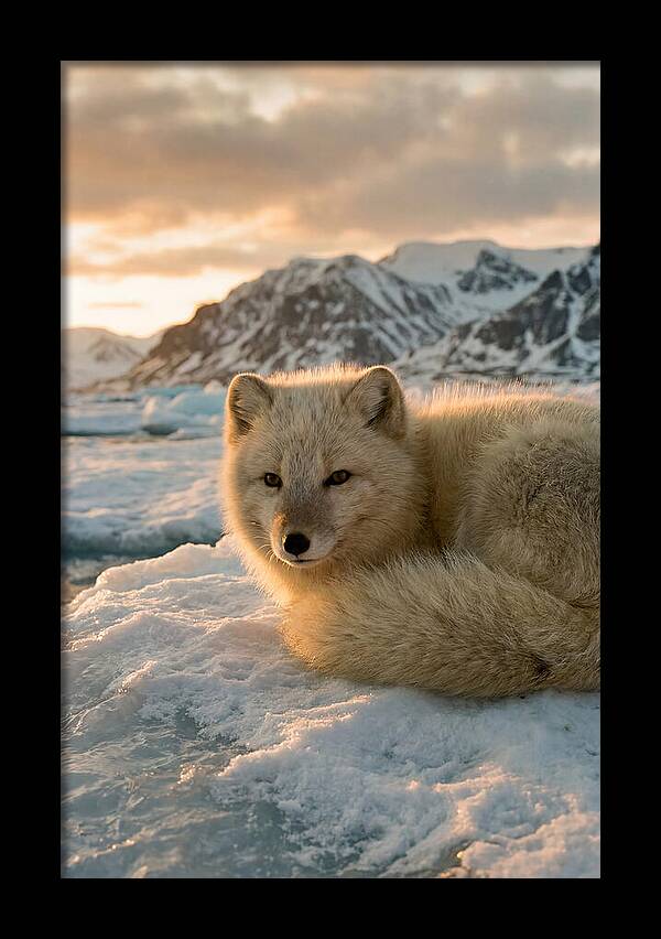 Arctic Fox In Svalbard Sunset