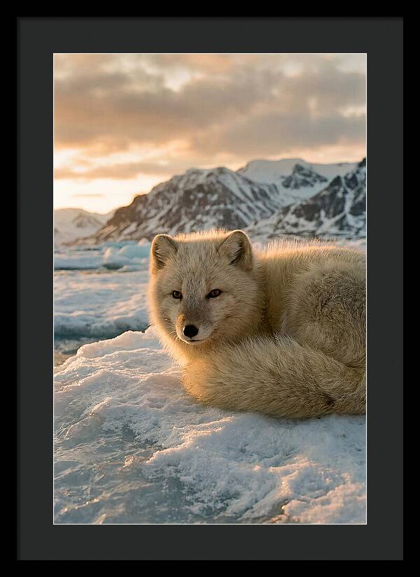 Arctic Fox In Svalbard Sunset