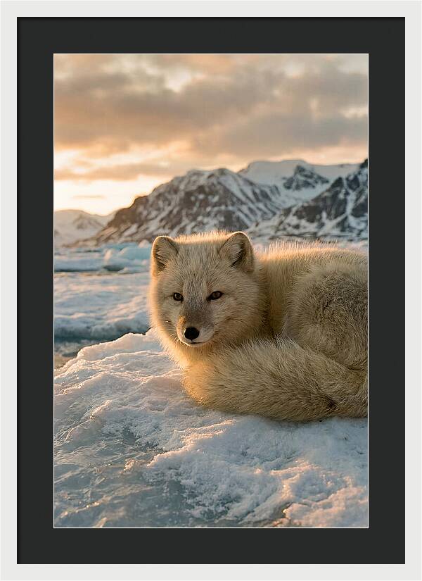 Arctic Fox In Svalbard Sunset