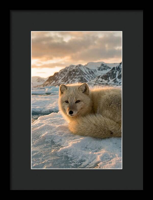 Arctic Fox In Svalbard Sunset