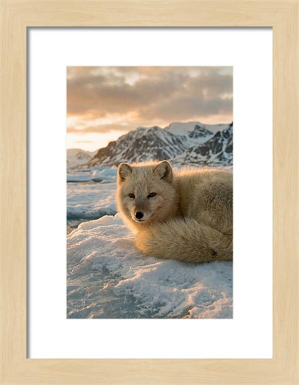 Arctic Fox In Svalbard Sunset