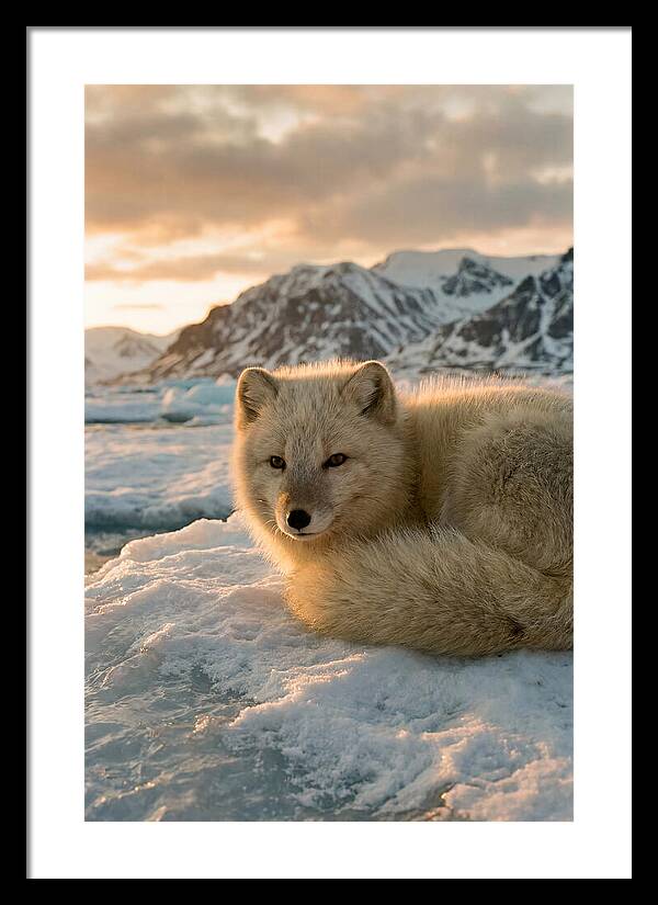 Arctic Fox In Svalbard Sunset