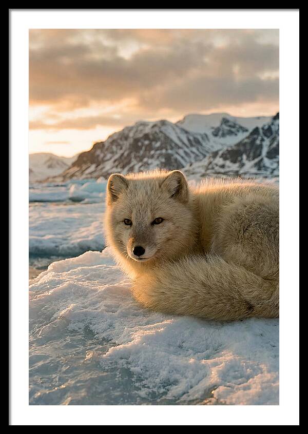 Arctic Fox In Svalbard Sunset