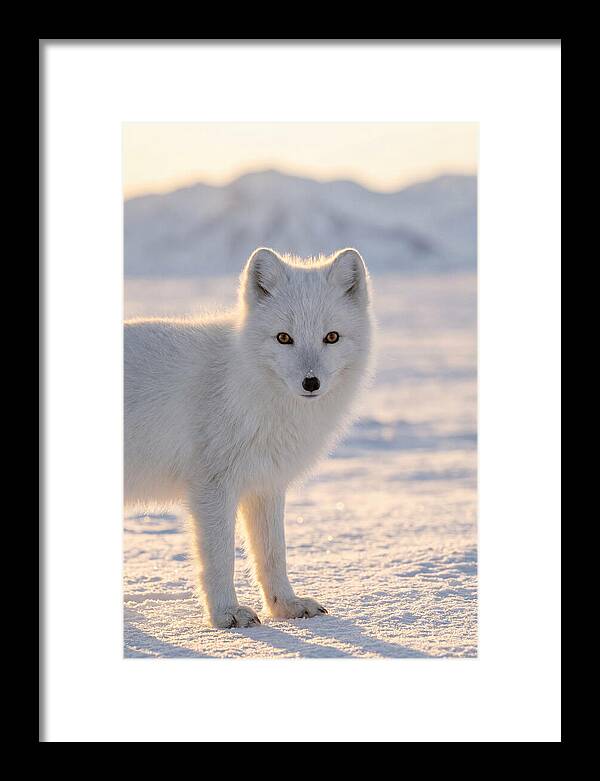 Arctic Fox In Winter Wonderland