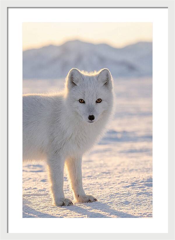 Arctic Fox In Winter Wonderland