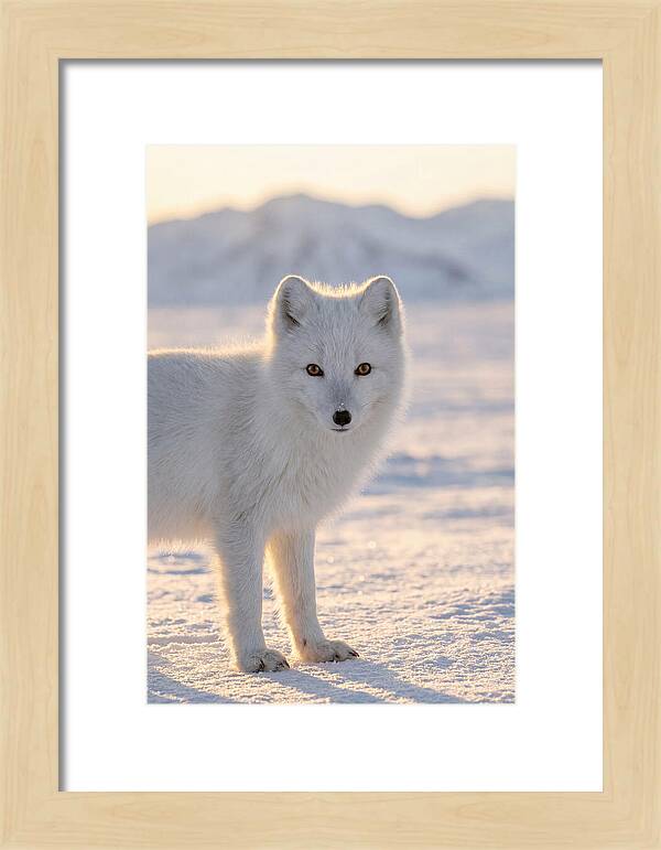 Arctic Fox In Winter Wonderland