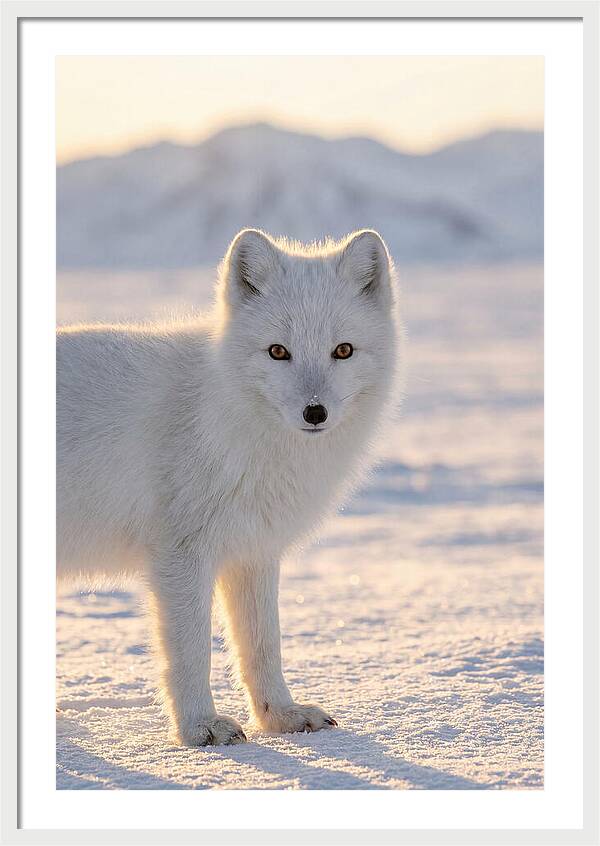 Arctic Fox In Winter Wonderland