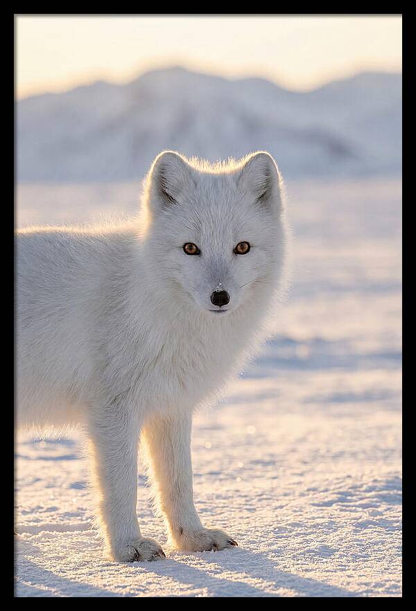 Arctic Fox In Winter Wonderland