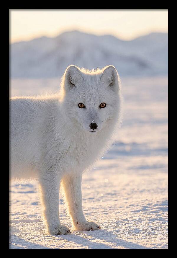 Arctic Fox In Winter Wonderland