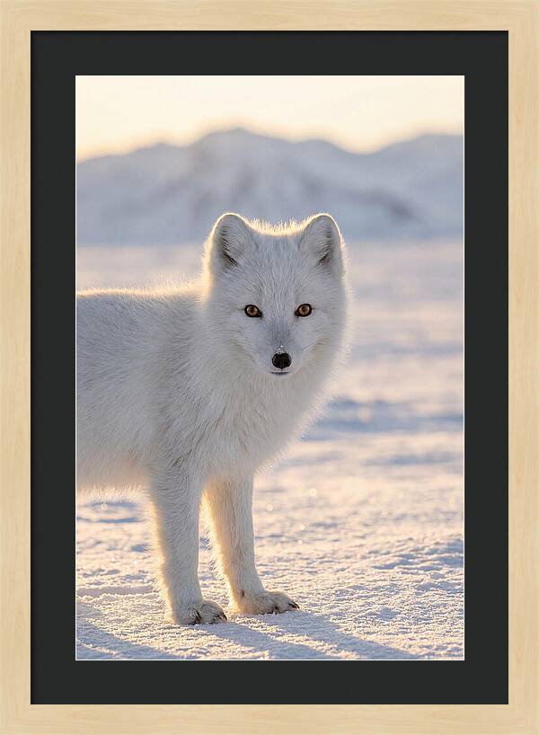 Arctic Fox In Winter Wonderland