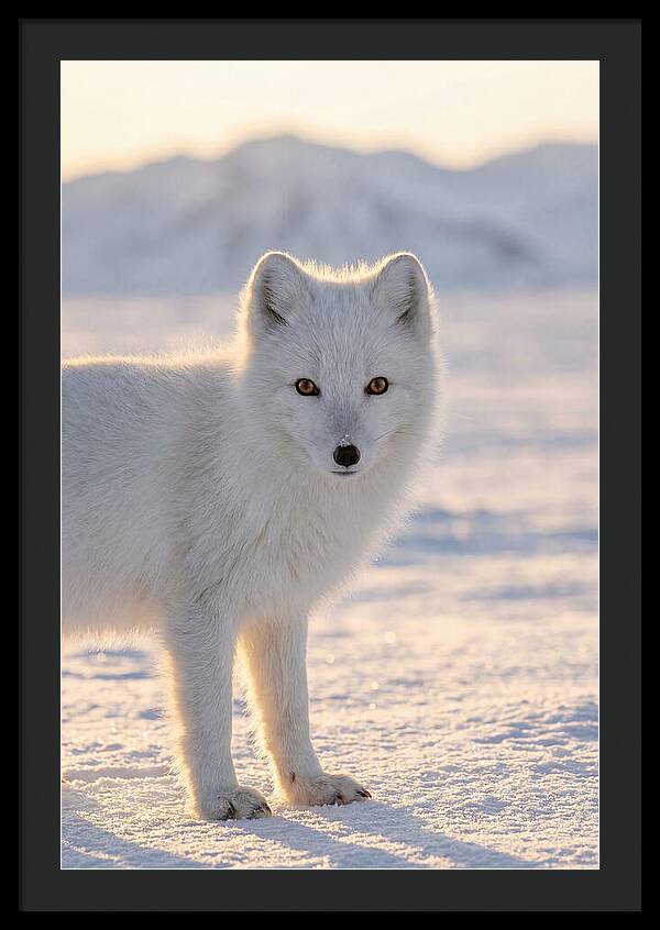 Arctic Fox In Winter Wonderland