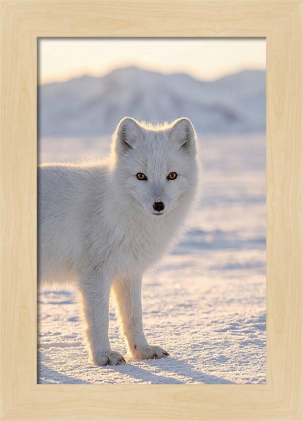 Arctic Fox In Winter Wonderland