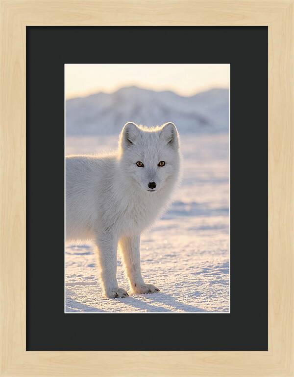 Arctic Fox In Winter Wonderland