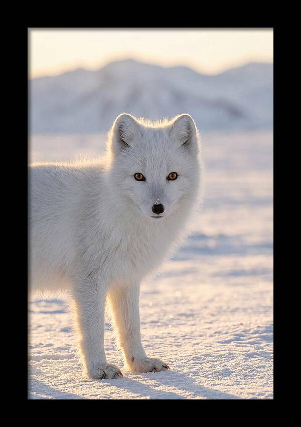 Arctic Fox In Winter Wonderland