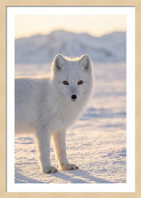 Arctic Fox In Winter Wonderland