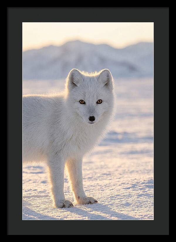 Arctic Fox In Winter Wonderland