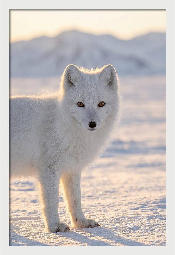 Arctic Fox In Winter Wonderland
