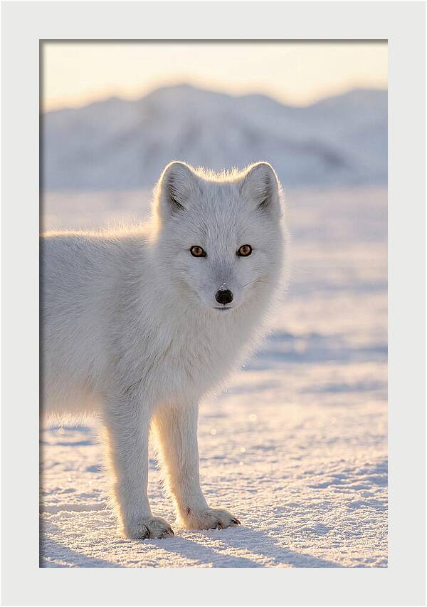 Arctic Fox In Winter Wonderland