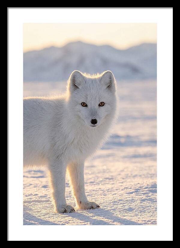 Arctic Fox In Winter Wonderland