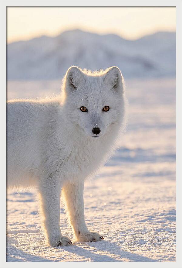 Arctic Fox In Winter Wonderland