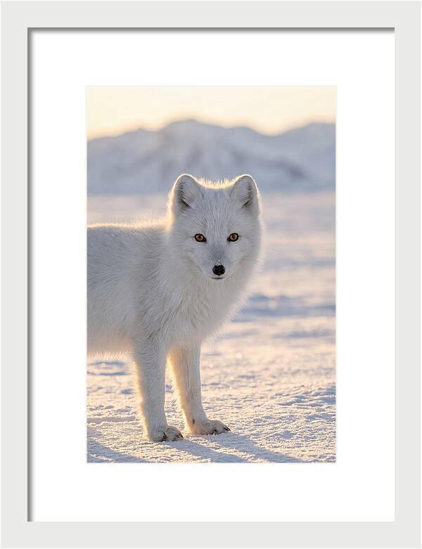 Arctic Fox In Winter Wonderland