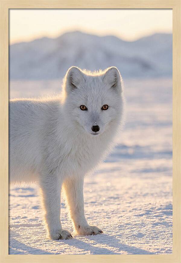 Arctic Fox In Winter Wonderland