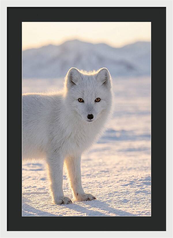 Arctic Fox In Winter Wonderland