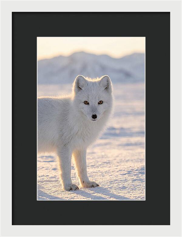 Arctic Fox In Winter Wonderland