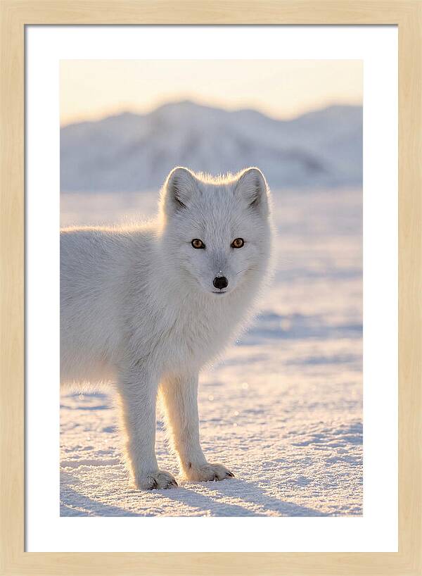 Arctic Fox In Winter Wonderland