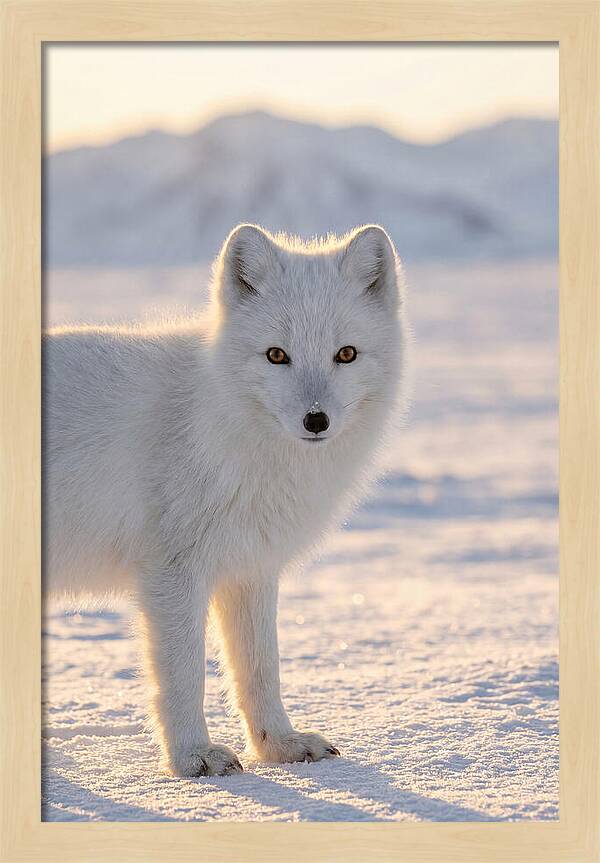Arctic Fox In Winter Wonderland