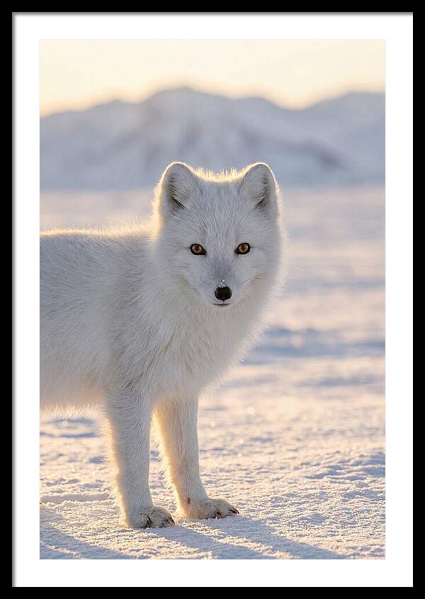 Arctic Fox In Winter Wonderland