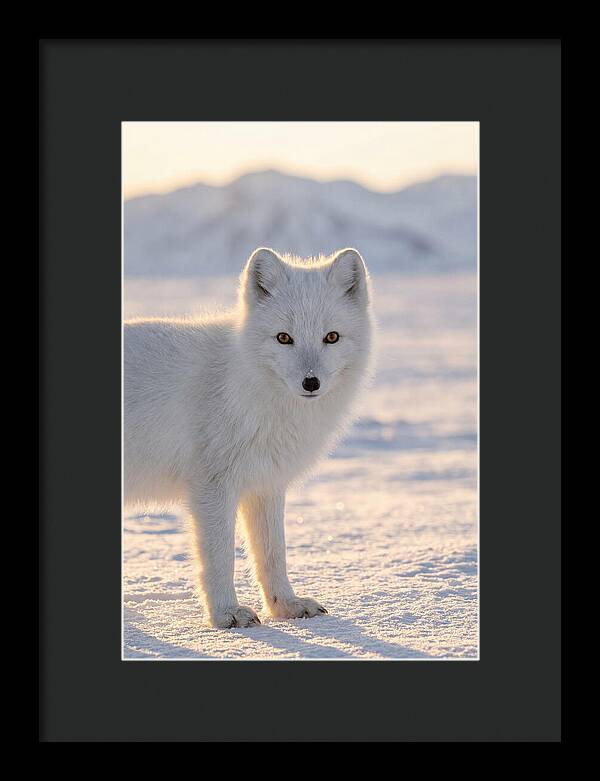 Arctic Fox In Winter Wonderland