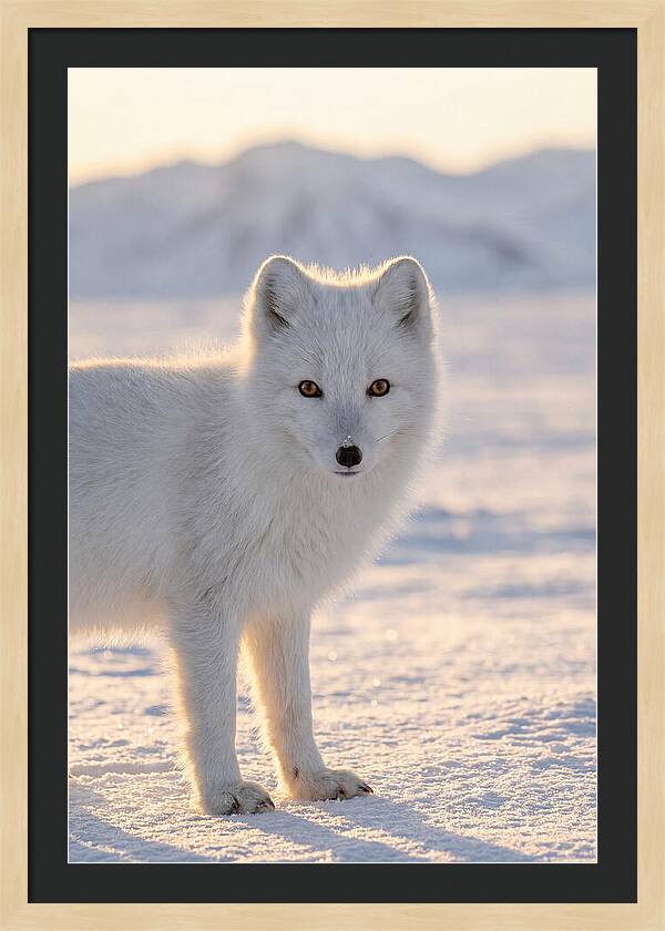 Arctic Fox In Winter Wonderland