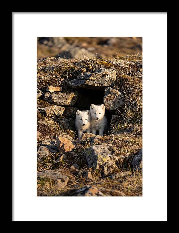 Arctic Fox Pups Emerging From Den
