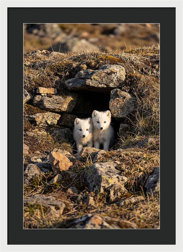 Arctic Fox Pups Emerging From Den