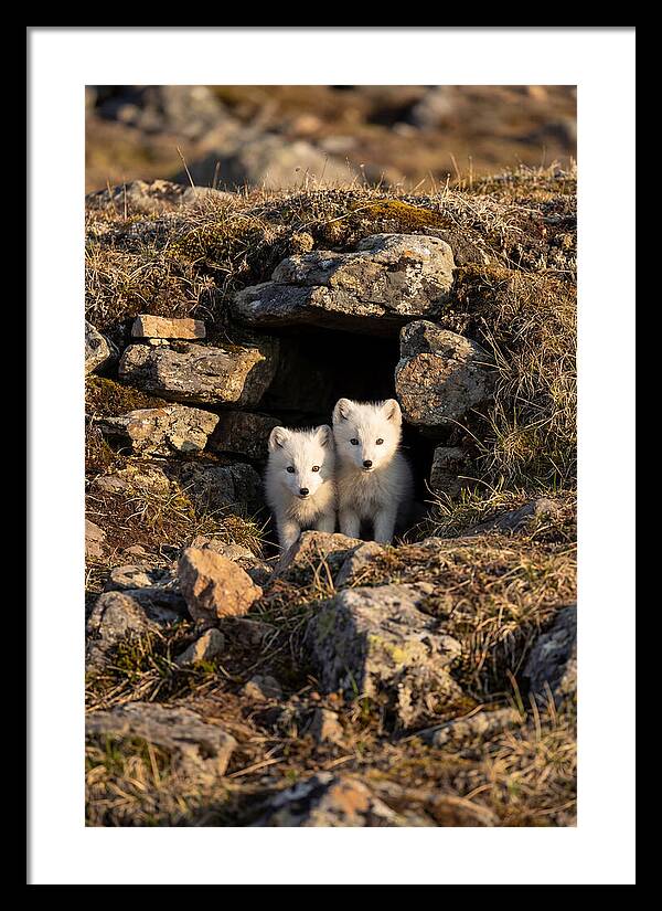 Arctic Fox Pups Emerging From Den