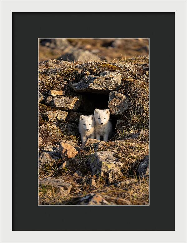 Arctic Fox Pups Emerging From Den