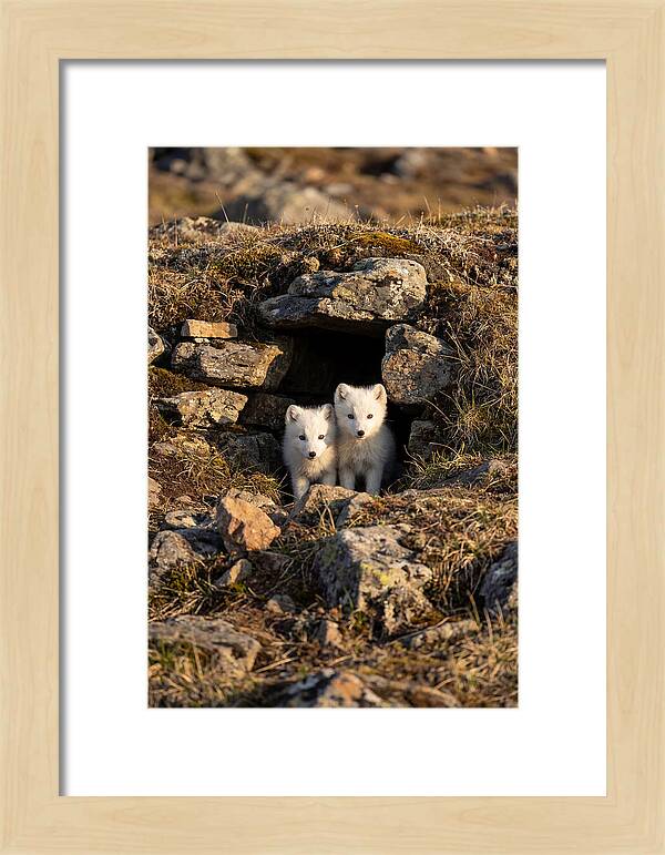 Arctic Fox Pups Emerging From Den
