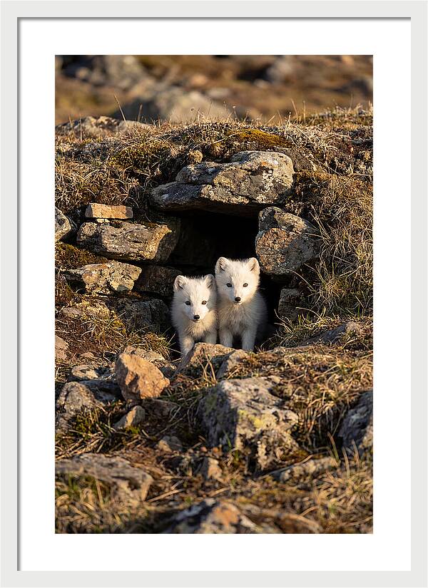 Arctic Fox Pups Emerging From Den