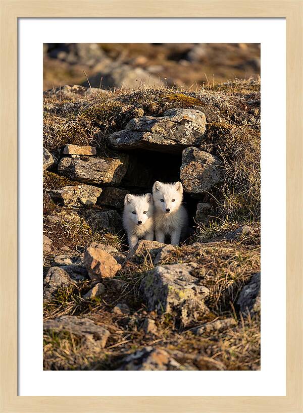 Arctic Fox Pups Emerging From Den