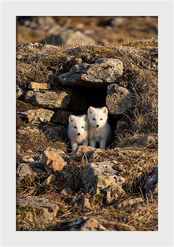 Arctic Fox Pups Emerging From Den
