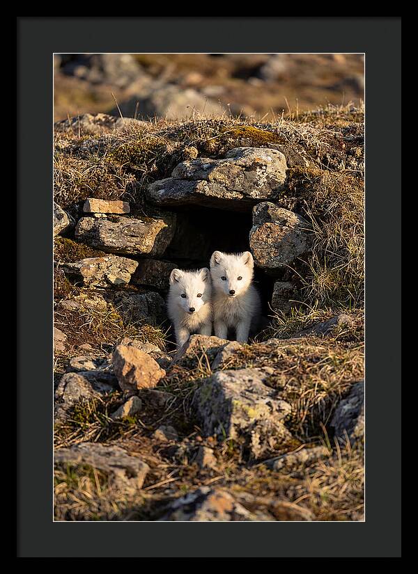 Arctic Fox Pups Emerging From Den