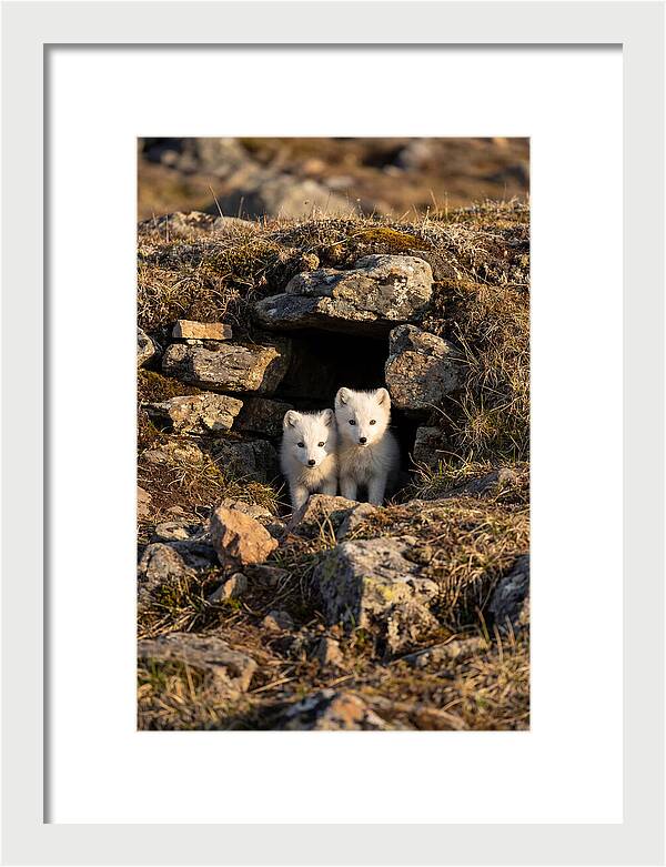 Arctic Fox Pups Emerging From Den