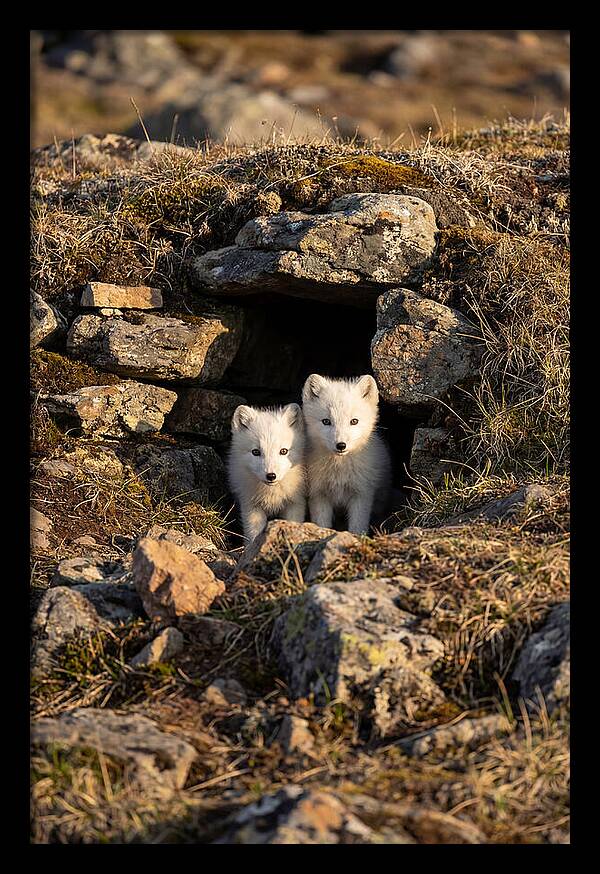 Arctic Fox Pups Emerging From Den