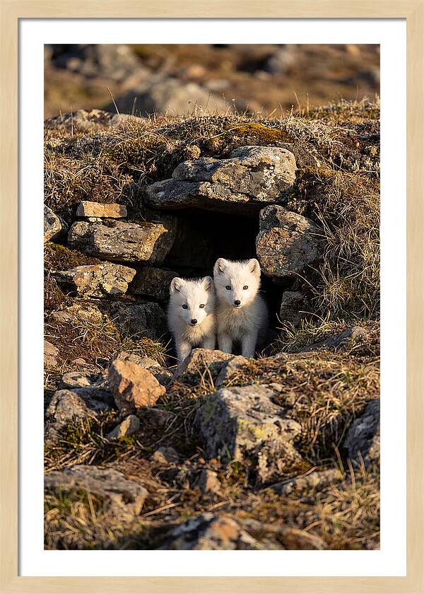 Arctic Fox Pups Emerging From Den
