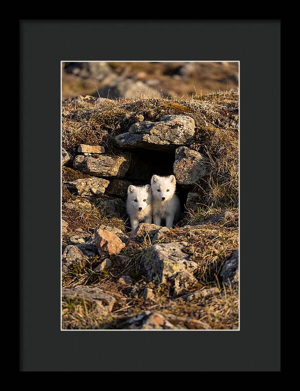 Arctic Fox Pups Emerging From Den