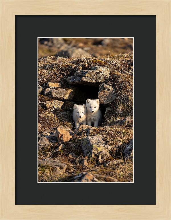 Arctic Fox Pups Emerging From Den