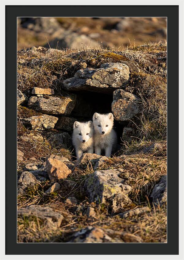Arctic Fox Pups Emerging From Den