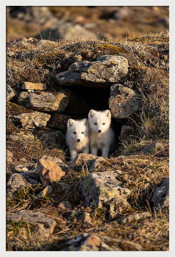 Arctic Fox Pups Emerging From Den