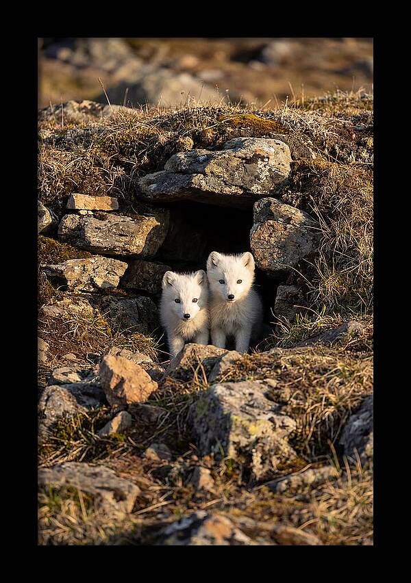 Arctic Fox Pups Emerging From Den